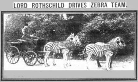 rothschild-zebras_sunday-mirror_apr-1915
